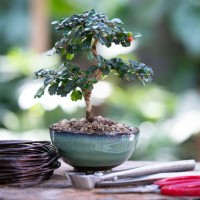 fukien tea,bonsai,bonsai equipment, pruning scissors - garden decoration stock pictures, royalty-free photos & images