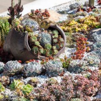 full frame of succulent garden combination - garden decoration stockfoto's en -beelden