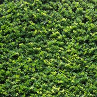 full frame of texture, green leaves realistic seamless background - garden decoration stock pictures, royalty-free photos & images