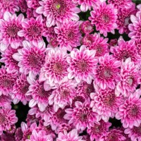 full frame shot of beautiful chrysanthemum flowers blooming in the garden. - garden decoration stockfoto's en -beelden