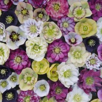 full frame shot of beautiful hellebore flowers floating on water. floral background in white,pink, yellow and dark violet .view from above - garden decoration stockfoto's en -beelden