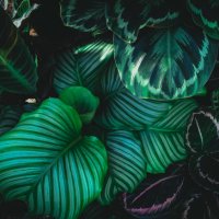 full frame shot of fresh green leaves ,nature background. - garden decoration stock pictures, royalty-free photos & images