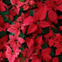 full frame shot of poinsettia plants,christmas flowers(euphorbia pulcherrima,christmas stars ,holiday flowers)blooming in pink and red colours , christmas background - garden decoration stock pictures, royalty-free photos & i