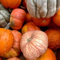 full frame shot of pumpkins for sale at market,saskatchewan,canada - garden decoration stock pictures, royalty-free photos & images