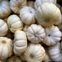 full frame shot of small white pumpkins at the local market - garden decoration stock pictures, royalty-free photos & images