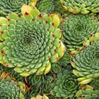 full frame shot of succulent plant - garden decoration stockfoto's en -beelden