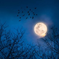 full moon night and branches in the foreground on halloween night. - home decoration stock pictures, royalty-free photos & images