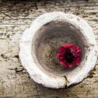 garden flowers #1 - garden decoration stock pictures, royalty-free photos & images