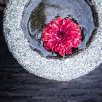 garden flowers #2 - garden decoration stock pictures, royalty-free photos & images