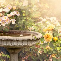 garden font with roses - garden decoration stock pictures, royalty-free photos & images