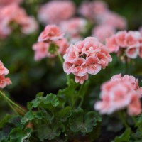 garden geranium - garden decoration stock pictures, royalty-free photos & images