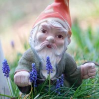 garden gnome amongst grape hyacinths (muscari botryoides) - garden decoration stock pictures, royalty-free photos & images