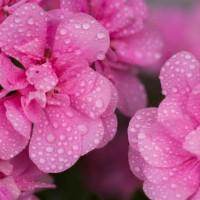 garden macro - garden decoration stock pictures, royalty-free photos & images