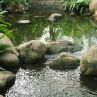 garden pond - garden decoration stock pictures, royalty-free photos & images