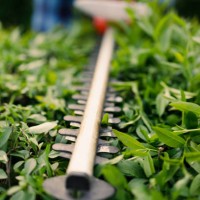 gardener cutting bush by hedge trimmer in garden - garden decoration stock pictures, royalty-free photos & images