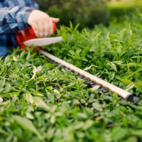 gardener holding electric hedge trimmer to cut the treetop in garden. - garden decoration stockfoto's en -beelden