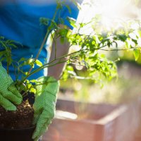 gardener prepares to plant small seedling vegetable tree in local community garden public park as volunteer in plant nursery spring summer - garden decoration stock pictures, royalty-free photos & images