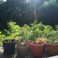 gardeners pots with plants in back garden - garden decoration stock pictures, royalty-free photos & images