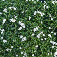 gardenia jasminoides, gerdenia crape jasmine rubiaceae - garden decoration stock pictures, royalty-free photos & images