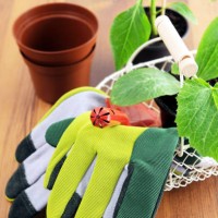 gardening utensils with seedlings of paprika and zucchini - garden decoration stock pictures, royalty-free photos & images