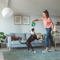 garderie pour animaux de compagnie - home decoration photos et images de collection