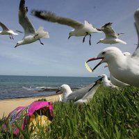 Generic pictures of Seagulls for story on how seagulls are getting fat on junk food due to our unhealthy diets on 25th September, 2005. THE AGE NEWS...