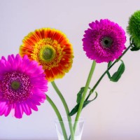 gerbera daisy isolated on white background - garden decoration stock pictures, royalty-free photos & images