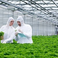 germany, bavaria, munich, scientists in greenhouse examining parsley plant - food stock pictures, royalty-free photos & images