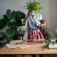 girl holding fern flower in hand. alocasia flower in interior. woman transplants flowers at table - garden decoration stock pictures, royalty-free photos & images