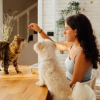 girl playing and giving her pets treats for a good behaviar - food stock pictures, royalty-free photos & images