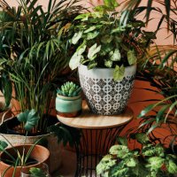 give your home a good dose of greenery - home decoration stock pictures, royalty-free photos & images