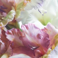 gladiolus macro - garden decoration stock pictures, royalty-free photos & images