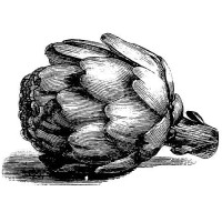 globe artichoke | antique culinary illustrations - food stock illustrations