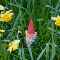 gnome peering out of daffodils - garden decoration stock pictures, royalty-free photos & images