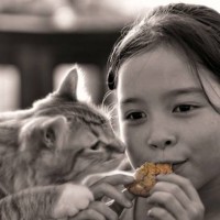 golden cookie - junk food stock-fotos und bilder