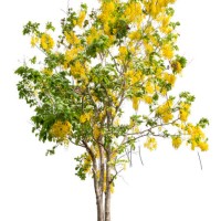 golden shower tree isolated on white background, clipping path - garden decoration stock pictures, royalty-free photos & images
