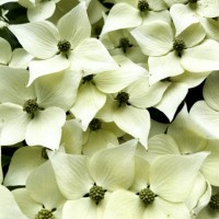gorgeous explosion of white dogwood blossoms in late spring - garden decoration stockfoto's en -beelden