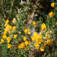 gorse in spring / summer - garden decoration stockfoto's en -beelden