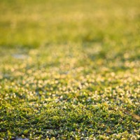 grass field with morning light - garden decoration stock pictures, royalty-free photos & images