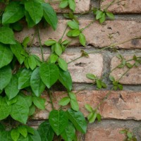 green climbers ivy growing on brick wall - garden decoration stock pictures, royalty-free photos & images