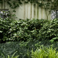 green climbing plants growing on windows of traditional chinese architecture - garden decoration stock pictures, royalty-free photos & images