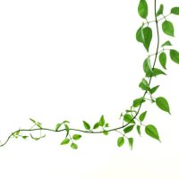 green creeper on a white background - garden decoration stock pictures, royalty-free photos & images