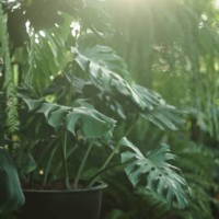 green environment. - garden decoration stock pictures, royalty-free photos & images