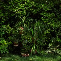 green garden with bushes and a few potted plants - garden decoration stock pictures, royalty-free photos & images
