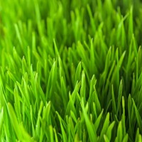 green grass on a sunny summer day - garden decoration stock pictures, royalty-free photos & images