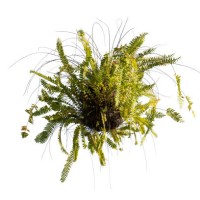 green hanging fern on white background - garden decoration stock pictures, royalty-free photos & images