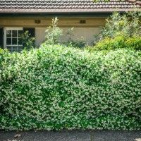 green hedge in the frontyard - garden decoration stock pictures, royalty-free photos & images