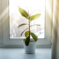 green houseplants and home flowers in flower pots on the windowsill. - garden decoration stock pictures, royalty-free photos & images