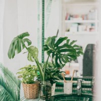 green houseplants decorating the bathroom - home decoration stockfoto's en -beelden
