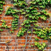 green ivy on vintage red brick wall - garden decoration stock pictures, royalty-free photos & images